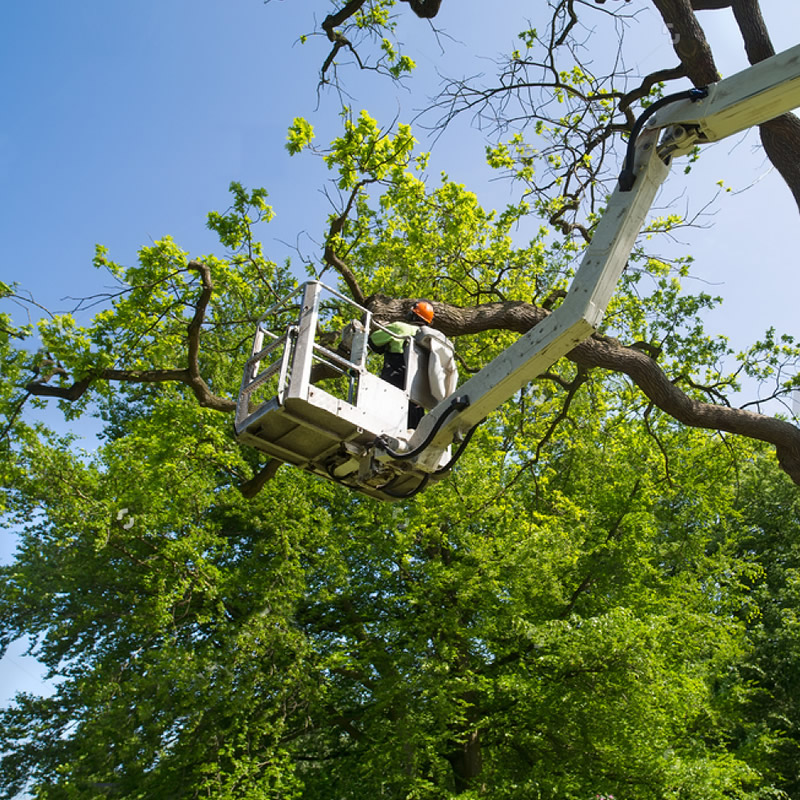 Tree Service